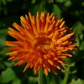 Concern for 'Radio Orange' gardens, Calendula officinalis